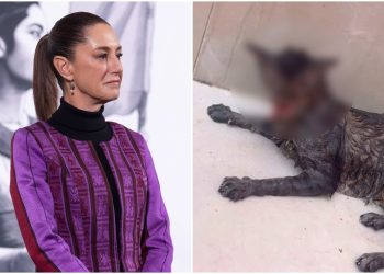 Lamenta Sheinbaum asesinato de gata en Tabasco y analiza Ley General contra maltrato animal