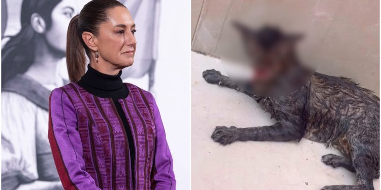 Lamenta Sheinbaum asesinato de gata en Tabasco y analiza Ley General contra maltrato animal