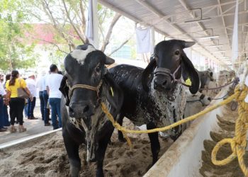La Feria Tabasco, un escaparate para ganaderos, destaca delegado de la Asociación Mexicana