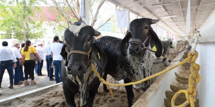 La Feria Tabasco, un escaparate para ganaderos, destaca delegado de la Asociación Mexicana