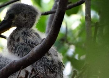 Regreso de especies a Punta Sur: un triunfo de la restauración ecológica