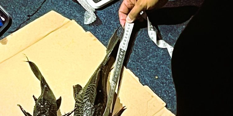 Inicia IBANQROO, Ayuntamiento de Bacalar y Proyecto Aak Mahahual A.C investigación y captura del “pez diablo” en la laguna de Bacalar