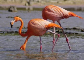 Regresan flamencos a Punta Sur y se lleva a cabo un nuevo registro de anillamiento en Cozumel: FPMC