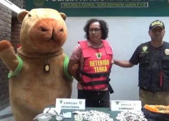 Agente se disfraza de capibara y captura a un narcomenudista en Perú