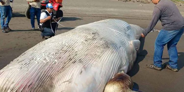 Hallan sin vida a una ballena en las costas de Nautla, Veracruz