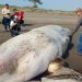 Hallan sin vida a una ballena en las costas de Nautla, Veracruz