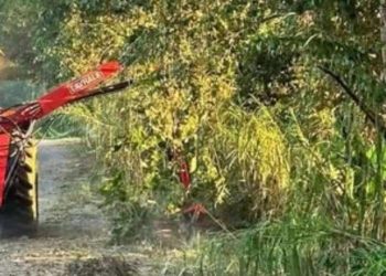 Continúan trabajos de limpieza de maleza en carreteras de Centro: Osuna