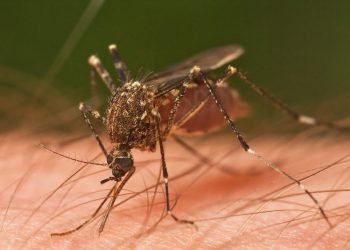 Tabasco ocupa el 6.º lugar nacional en casos de dengue con 140 contagios