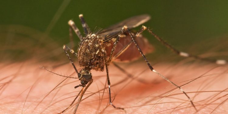 Tabasco ocupa el 6.º lugar nacional en casos de dengue con 140 contagios