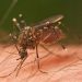 Tabasco ocupa el 6.º lugar nacional en casos de dengue con 140 contagios