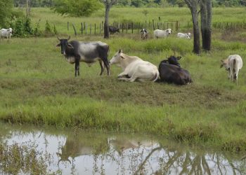 Alista Tabasco barrido sanitario contra la tuberculosis bovina, para recuperar estatus sanitario