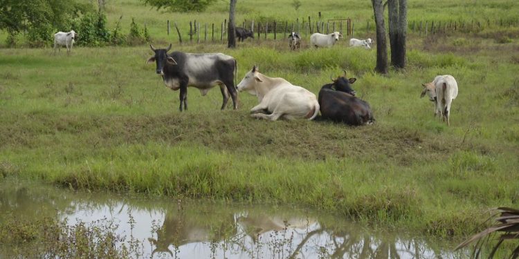 Alista Tabasco barrido sanitario contra la tuberculosis bovina, para recuperar estatus sanitario