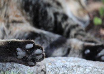 Convocan a marcha para exigir justicia por caso de gatita en Río Viejo, Centro