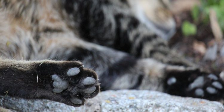 Convocan a marcha para exigir justicia por caso de gatita en Río Viejo, Centro