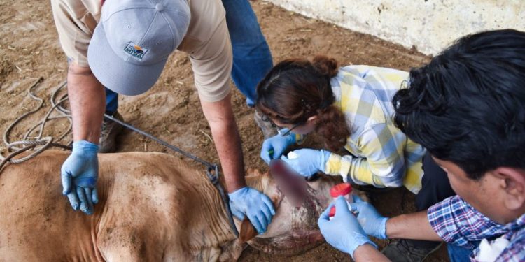 Alertan sobre aumento del gusano barrenador en Tabasco por importación de ganado