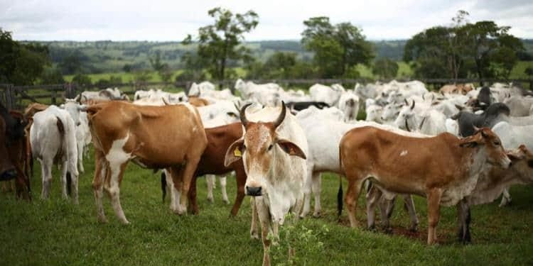 Piden diputados cercos sanitarios ante casos de gusano barrenador en Tabasco