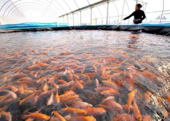 Tabasco tiene un déficit de producción de 10 mil toneladas de mojarra tilapia