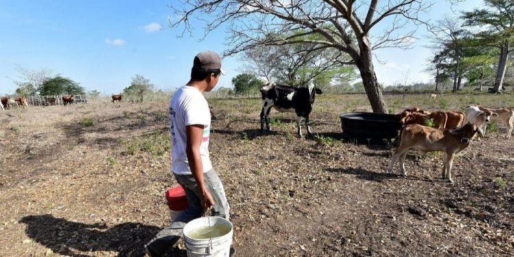 SEDAP espera lluvias para mitigar impacto de la sequía en Tabasco
