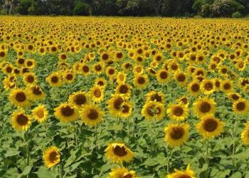 AMAV busca superar las 32 mil visitas al circuito del Girasol en Balancán durante Semana Santa