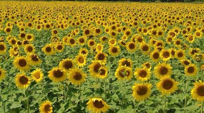 AMAV busca superar las 32 mil visitas al circuito del Girasol en Balancán durante Semana Santa