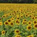 AMAV busca superar las 32 mil visitas al circuito del Girasol en Balancán durante Semana Santa