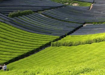 La escasez de matcha en Japón se ha intensificado debido al creciente interés global, que ha afectado a la oferta local e internacional