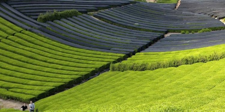 La escasez de matcha en Japón se ha intensificado debido al creciente interés global, que ha afectado a la oferta local e internacional