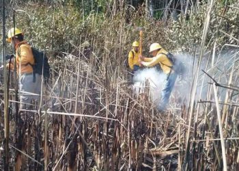 Caza furtiva, causa del incendio que arrasó 800 hectáreas en Centla: PC