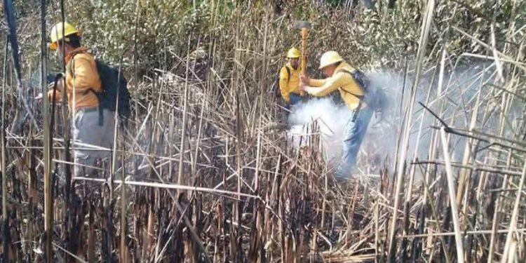 Caza furtiva, causa del incendio que arrasó 800 hectáreas en Centla: PC