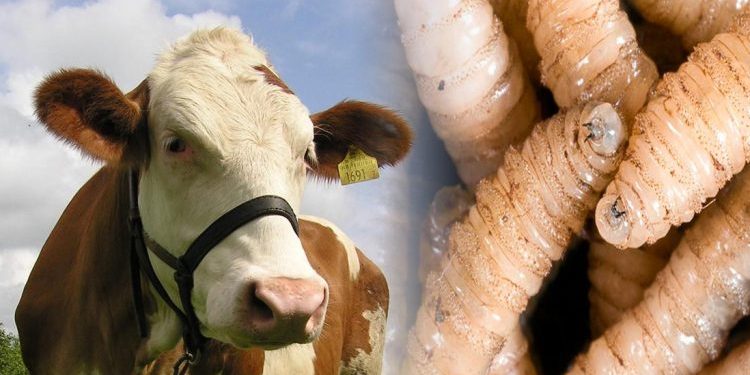 Confirman caso de gusano barrenador en cerdo en Balancán, Tabasco