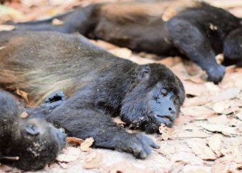 Mortandad de monos aulladores por altas temperaturas podría repetirse: UJAT