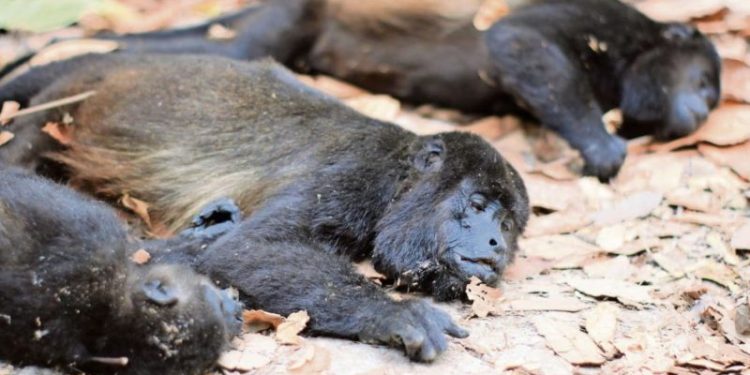 Mortandad de monos aulladores por altas temperaturas podría repetirse: UJAT