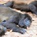 Mortandad de monos aulladores por altas temperaturas podría repetirse: UJAT