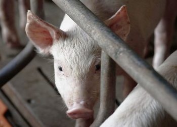 Investigan posible caso de gusano barrenador en cerdo de Balancán: SEDAP