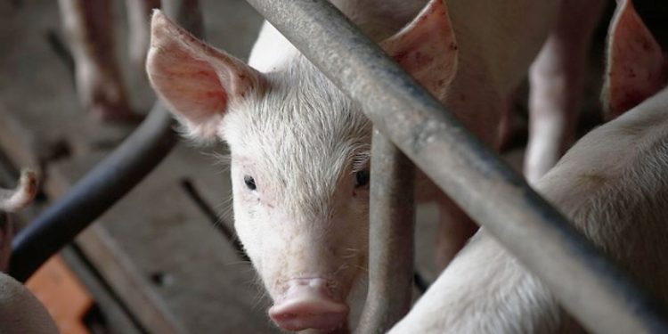 Investigan posible caso de gusano barrenador en cerdo de Balancán: SEDAP
