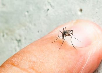 Tabasco se mantiene en sexto lugar nacional con 82 casos de dengue