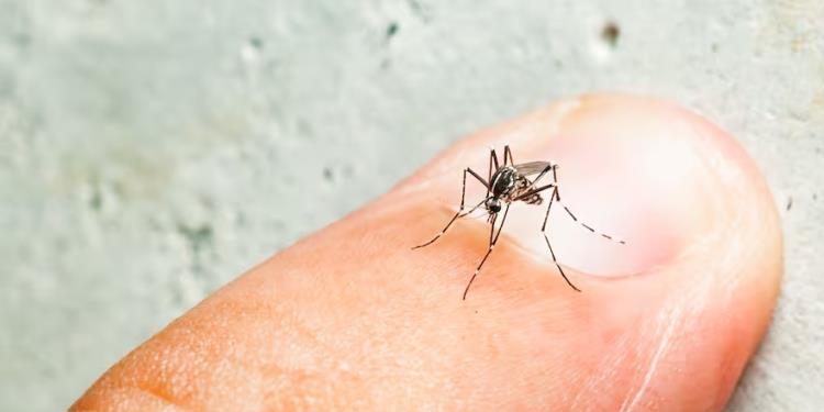 Tabasco se mantiene en sexto lugar nacional con 82 casos de dengue