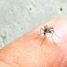 Tabasco se mantiene en sexto lugar nacional con 82 casos de dengue