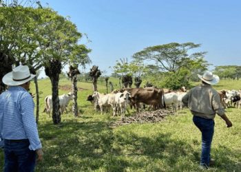 500 reses mueren en Huimanguillo por posible intoxicación con pollinaza