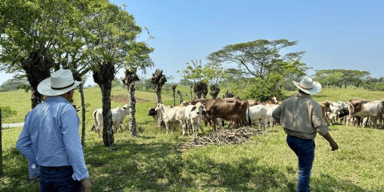 500 reses mueren en Huimanguillo por posible intoxicación con pollinaza