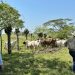 500 reses mueren en Huimanguillo por posible intoxicación con pollinaza