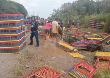 Tráiler cargado de pollos vuelca en la Villahermosa – Macuspana y es saqueado