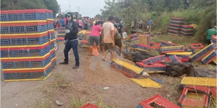 Tráiler cargado de pollos vuelca en la Villahermosa – Macuspana y es saqueado
