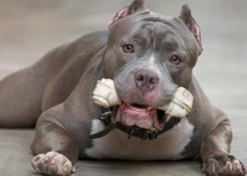 Perro dispara por accidente contra su dueño en Estados Unidos