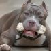 Perro dispara por accidente contra su dueño en Estados Unidos