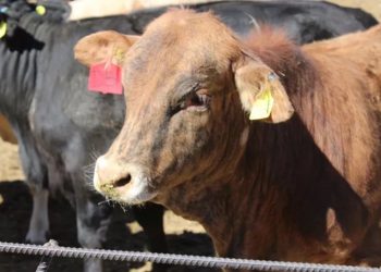 Crisis ganadera en Campeche: el gusano barrenador avanza con 124 casos registrados