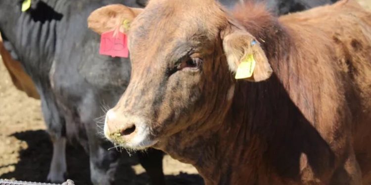 Crisis ganadera en Campeche: el gusano barrenador avanza con 124 casos registrados