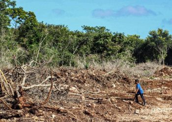 Campeche en crisis por deforestación: pierde más de 26 mil hectáreas al año