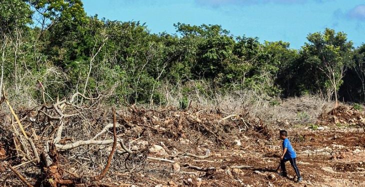 Campeche en crisis por deforestación: pierde más de 26 mil hectáreas al año