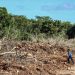 Campeche en crisis por deforestación: pierde más de 26 mil hectáreas al año